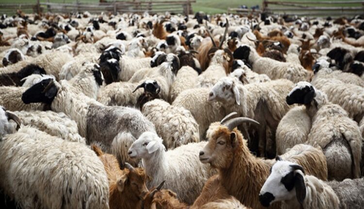 Λήψη μέτρων σχετικά μετά το κρούσμα ευλογιάς στη Λέσβο