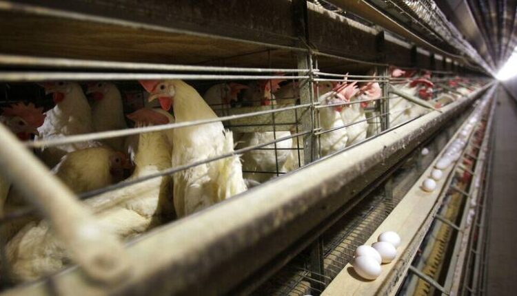 Κοτόπουλα ανθεκτικά στη γρίπη των πτηνών από ερευνητική ομάδα