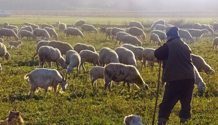 κτηνοτρόφοι της Θεσσαλίας
