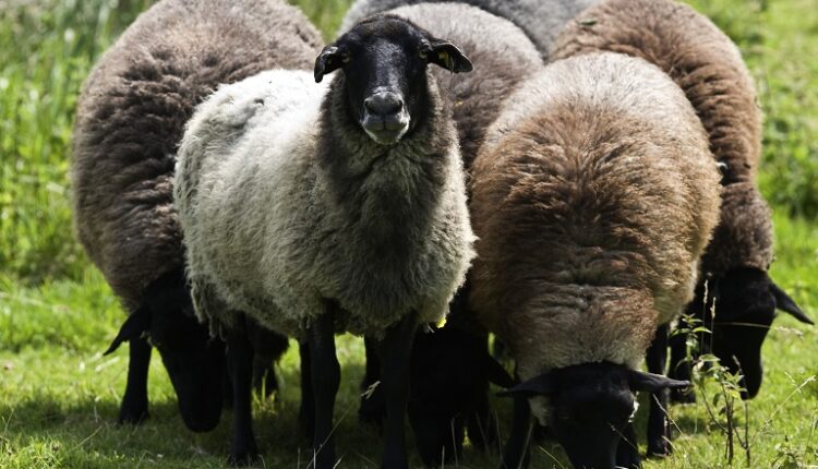 υποβολή αιτήσεων στήριξης προγράμματος