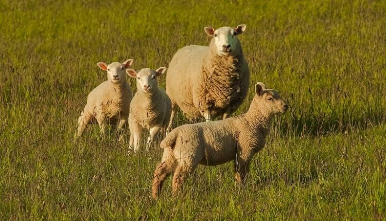 δικαιούχοι αποζημιώσεων για βιολογικά και αυτόχθονες