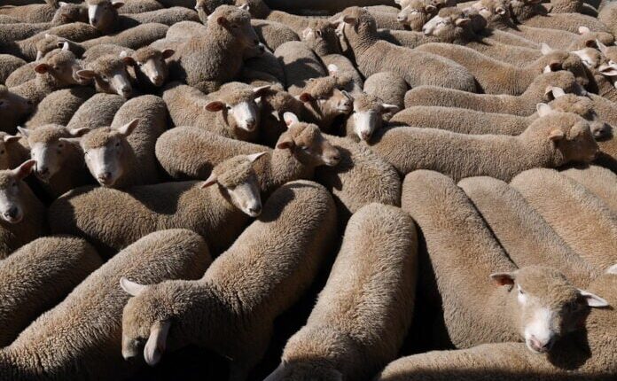 υπερπληθώρα προβάτων