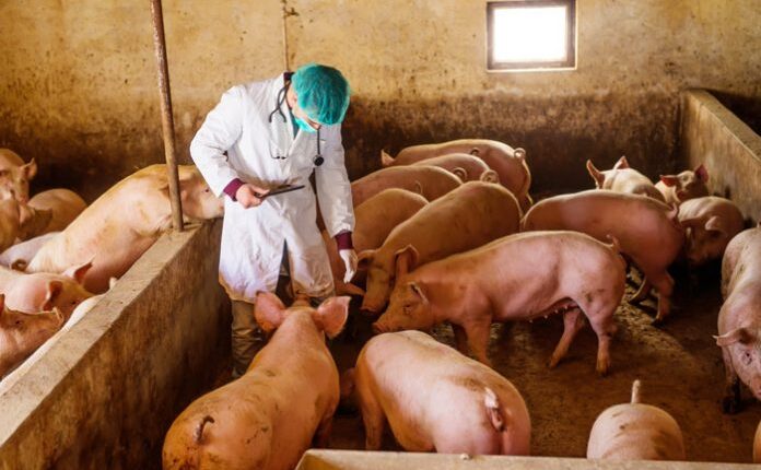 αφρικανικής πανώλης των χοίρων