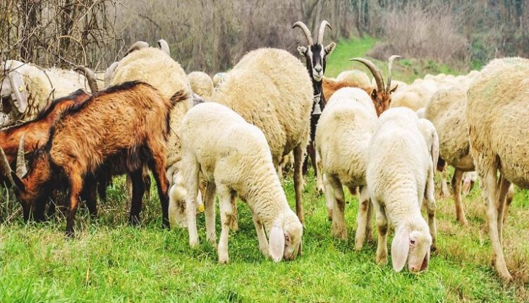 Δράση 10.1.09 για τις αυτόχθονες φυλές: Ο κατάλογος με τους δικαιούχους