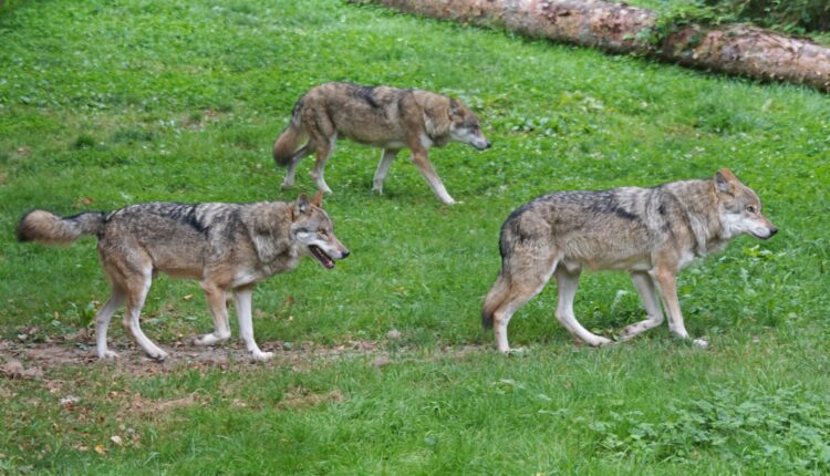 απώλειες στην κτηνοτροφία
