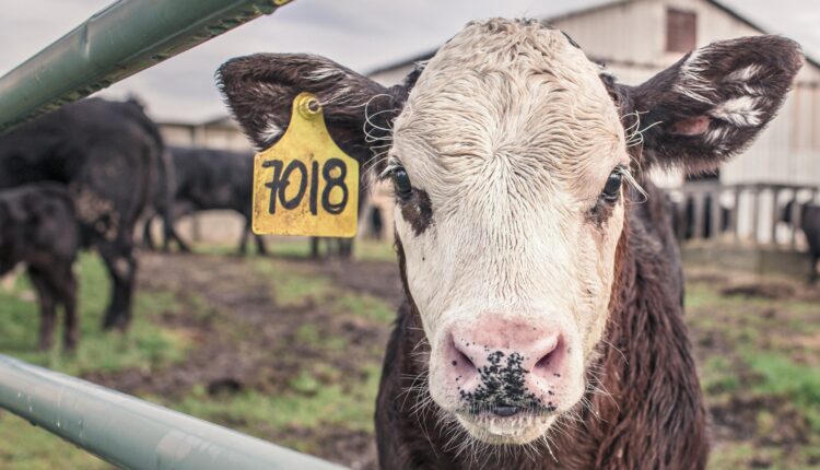 Γιατί χορηγούνται ακόμα αντιβιοτικά στα υγιή ζώα εκτροφής;