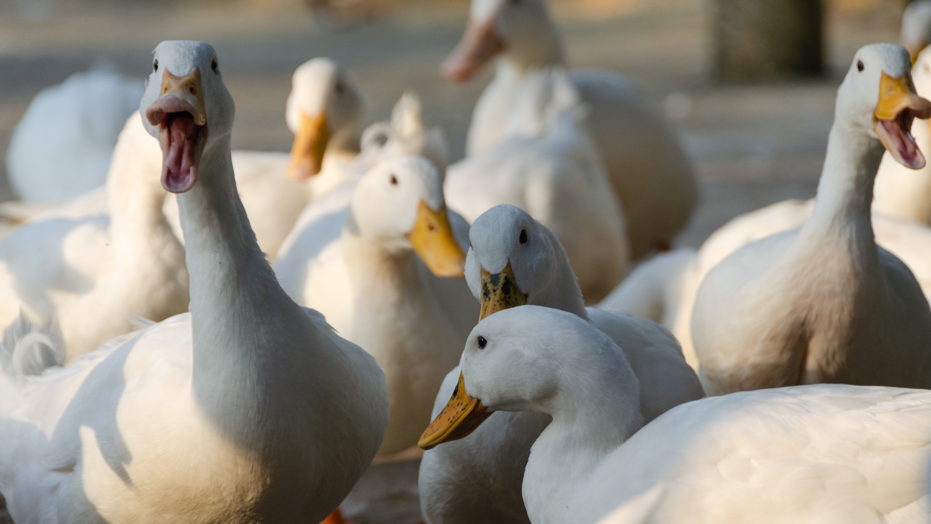 France : grippe aviaire chez des canards vaccinés