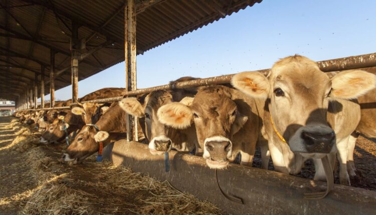 Στην Ε.Δ.Ο.ΤΟ.Κ.Κ. η εκπροσώπηση και του βόειου κρέατος