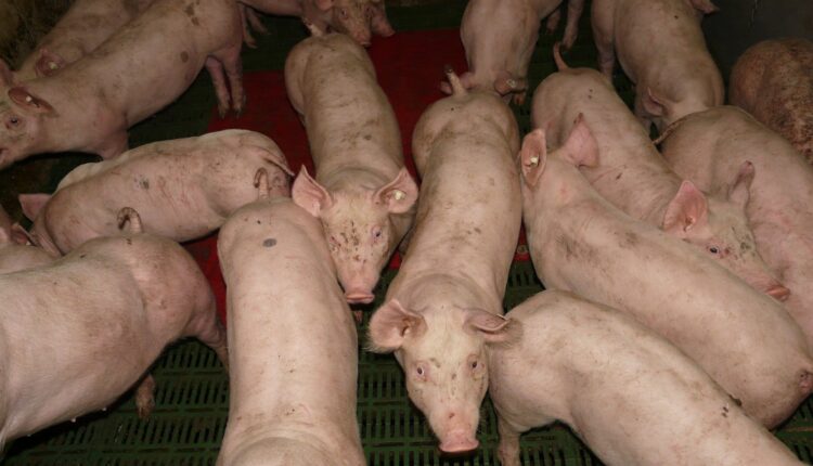 Εστία αφρικανικής πανώλης των χοίρων στη Δράμα