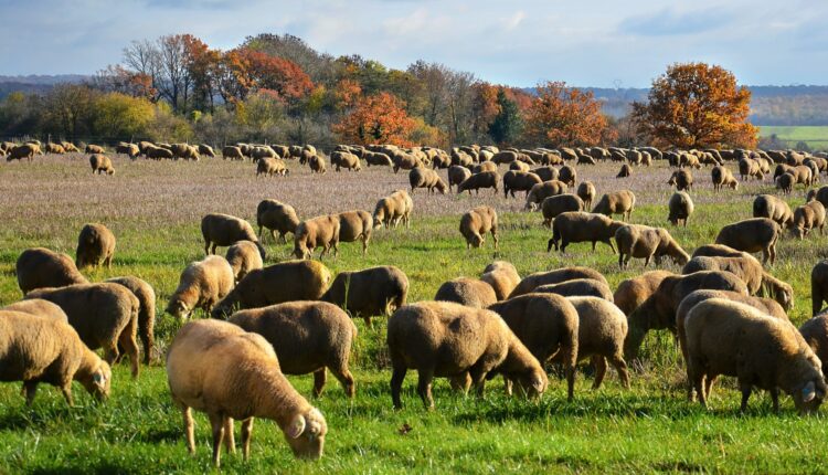 Προ των πυλών τα κτηνοτροφικά πάρκα