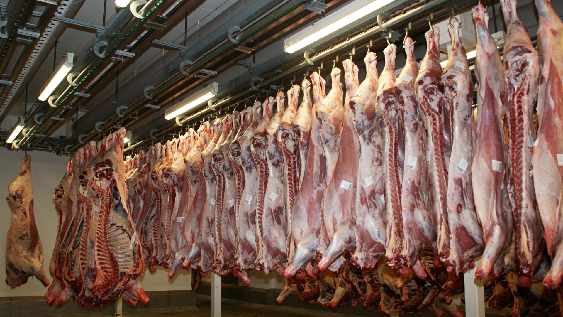 Μειώνεται για 7η συνεχή χρονιά η παραγωγή κρέατος στη Γερμανία