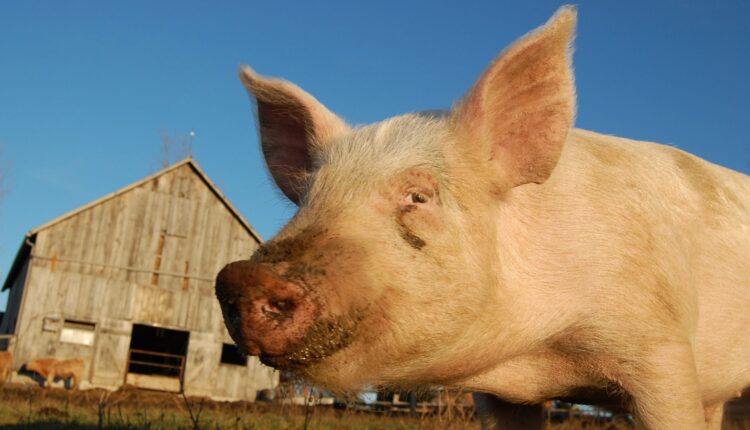 Προβλέψεις Rabobank