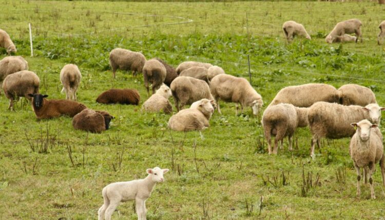 Μέτρο 5.2: Στο ΦΕΚ το πλαίσιο χρηματοδότησης για την αποκατάσταση ζημιών