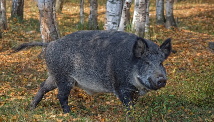 Αναγκαία η λήψη μέτρων για την αφρικανική πανώλη των χοίρων