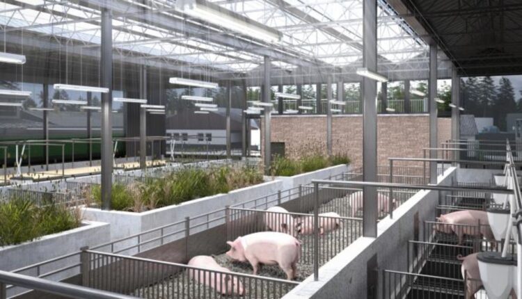 Δύο καινοτόμοι στάβλοι για χοιροτροφία έχουν κατασκευαστεί στο Πειραματικό και Εκπαιδευτικό Αγροτικό Κέντρο Haus Düsse του Γεωργικού Επιμελητηρίου Βόρειας Ρηνανίας-Βεστφαλίας.