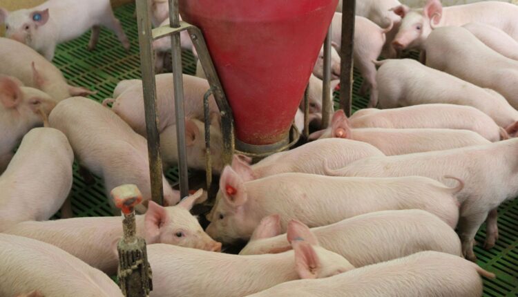 έλαιο ρίγανης και το μωβ σκόρδο