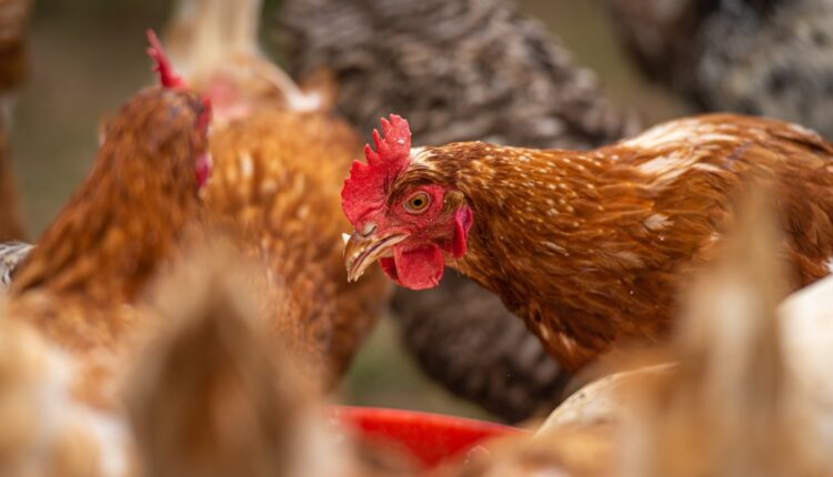 μεταδοτικό παθογόνο πουλερικών