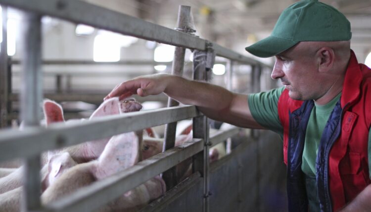 Μείωση της ρύπανσης από τις μεγάλες κτηνοτροφικές μονάδες