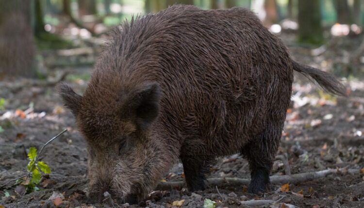 Νέα εστία Αφρικανικής Πανώλης των Χοίρων