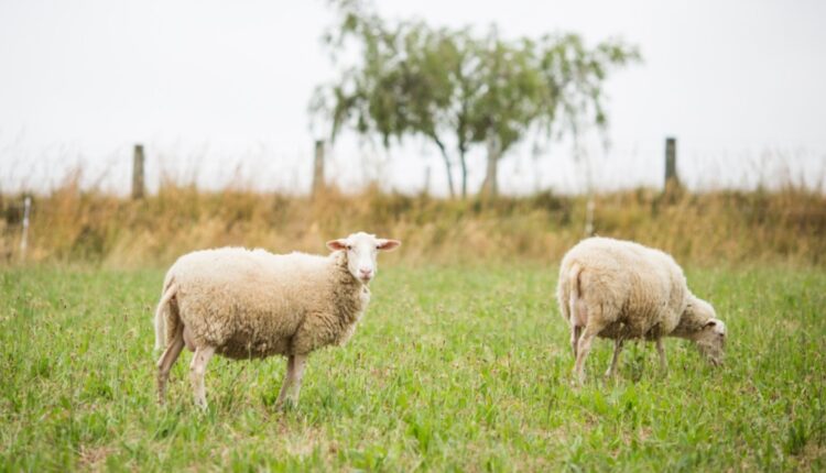 ζωικού κεφαλαίου και ανακατασκευή