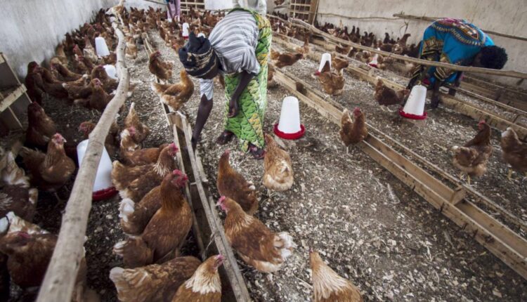 ΠΟΥ: Μεγάλη ανησυχία για τη μετάδοση της γρίπης των πτηνών σε ανθρώπους