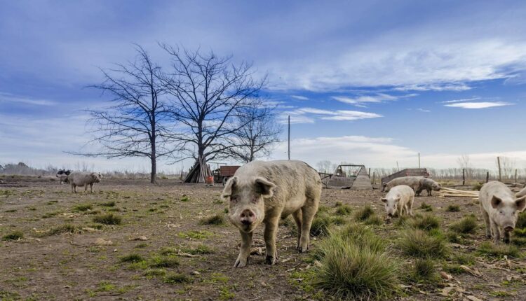 παραγωγή χοιρινού κρέατος της Κίνας