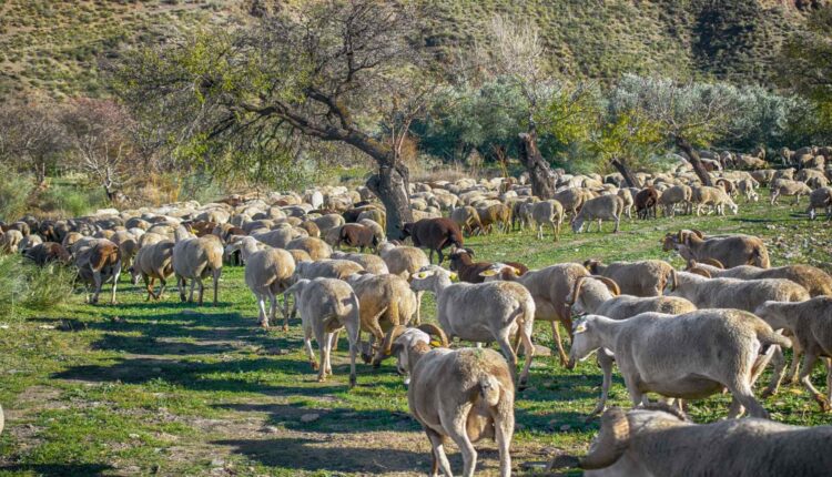 Εκπόνηση Διαχειριστικών Σχεδίων Βόσκησης