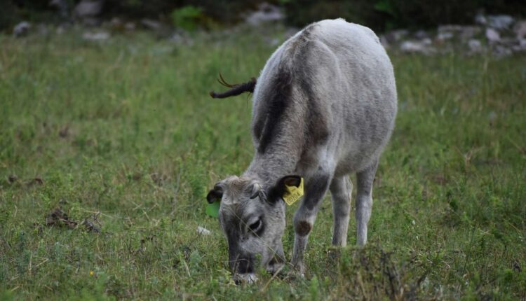 Διατήρηση απειλούμενων αυτόχθονων φυλών