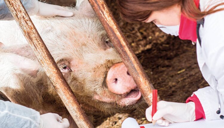 επίπεδα ρεκόρ τα κρούσματα αφρικανικής πανώλης των χοίρων το 2023