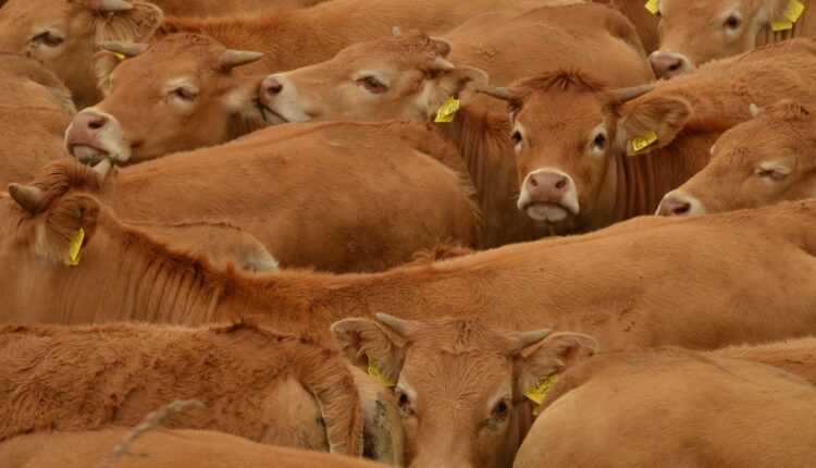 εντατική κτηνοτροφία προκαλεί πανδημίες
