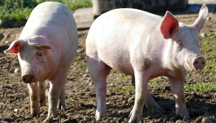 κερδοφορία της βιομηχανίας χοιρινού κρέατος