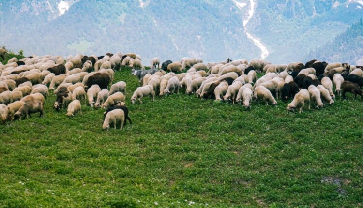 Διαχειριστικών Σχεδίων Βόσκησης