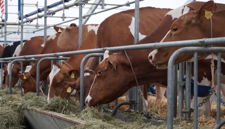 Σταθερή η ζήτηση ζωοτροφών