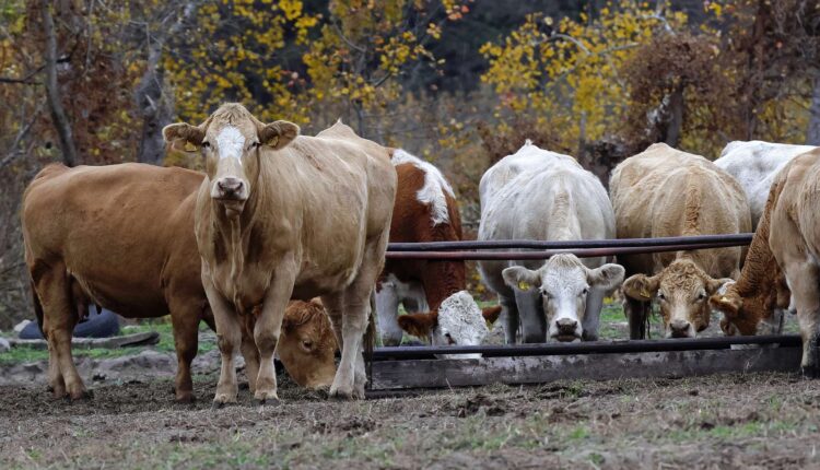 βόειου κρέατος
